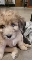 Missy - Red Aussiedoodle w/blue eye, a female Aussiedoodle for sale in Austin, TX – 1 of 7