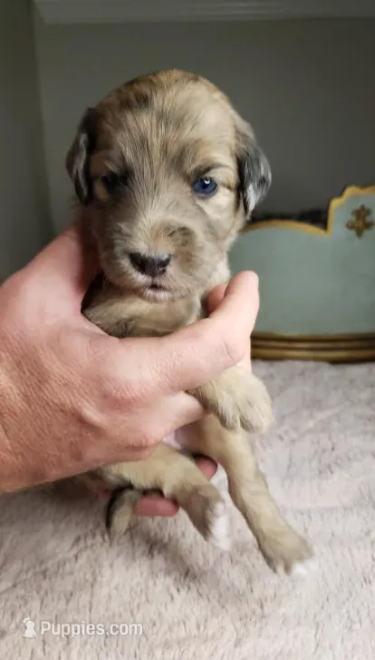 Brandy – Aussiedoodle puppy for sale in Austin, TX