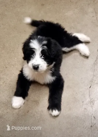Oreo - Mini Aussiedoodle Makle – Miniature Aussiedoodle puppy for sale in Austin, TX