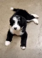 Oreo - Mini Aussiedoodle Makle, a male Miniature Aussiedoodle for sale in Austin, TX – 1 of 3