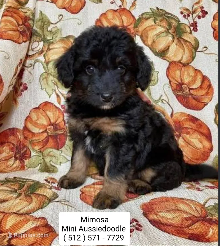 Mimosa - Mini Aussiedoodle - Phantom  – Poodle - Miniature , Miniature Aussiedoodle puppy for sale in Austin, TX