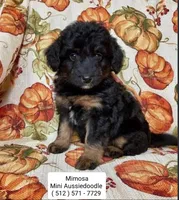 Mimosa - Mini Aussiedoodle - Phantom , a female Poodle - Miniature  and Miniature Aussiedoodle for sale in Austin, TX – 1 of 1