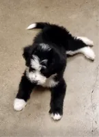 Oreo - Mini Aussiedoodle Makle, a male Miniature Aussiedoodle for sale in Austin, TX – 2 of 3