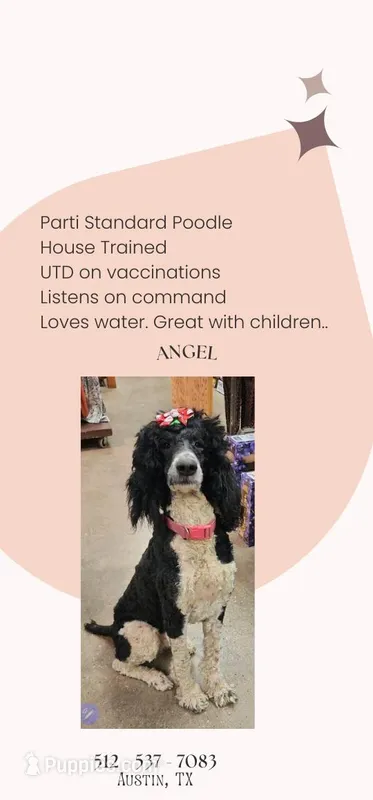 Angel, a female Poodle - Multi-Colored Standard for sale in Austin, TX – Photo 1 of 1