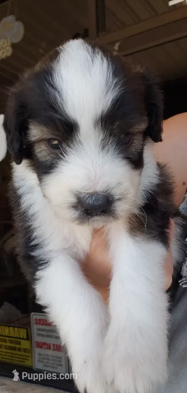 Mimosa  – Aussiedoodle puppy for sale in Austin, TX
