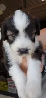 Mimosa , a female Aussiedoodle for sale in Austin, TX – 1 of 5