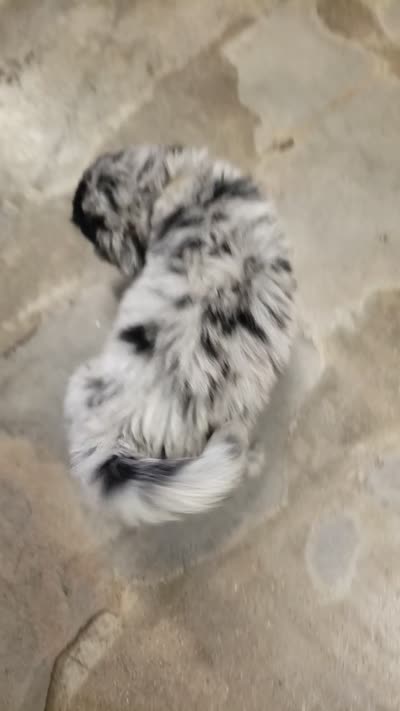 Lalo the Merle Aussiedoodle , a male Miniature Aussiedoodle for sale in Austin, TX – 3 of 4