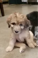 Missy - Red Aussiedoodle w/blue eye, a female Aussiedoodle for sale in Austin, TX – 3 of 7