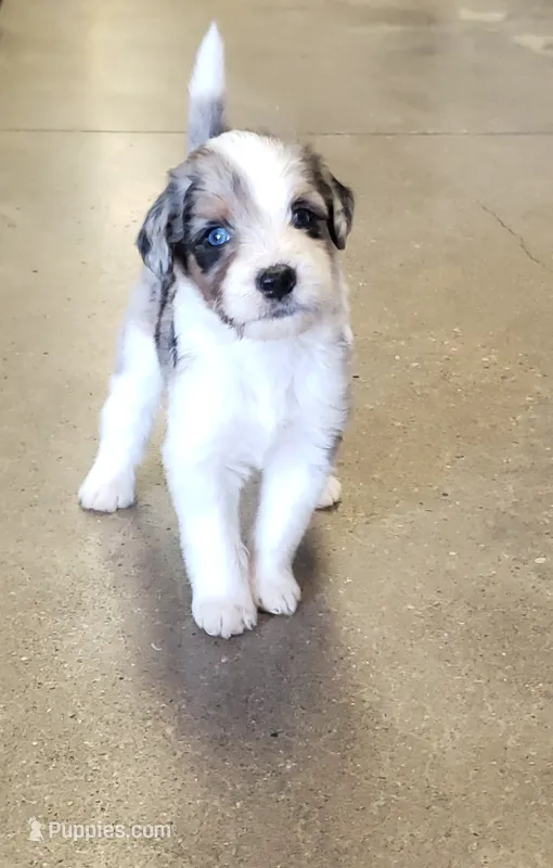 Clase Azul – Aussiedoodle puppy for sale in Austin, TX