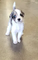 Clase Azul, a male Aussiedoodle for sale in Austin, TX – 1 of 2