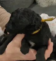 Tiny the Aussiedoodle, a female Poodle - Miniature  and Miniature Aussiedoodle for sale in Austin, TX – 2 of 2