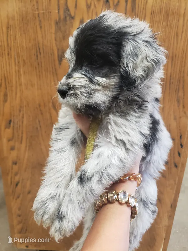 Lalo the Merle Aussiedoodle  – Miniature Aussiedoodle puppy for sale in Austin, TX