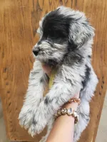 Lalo the Merle Aussiedoodle , a male Miniature Aussiedoodle for sale in Austin, TX – 1 of 4