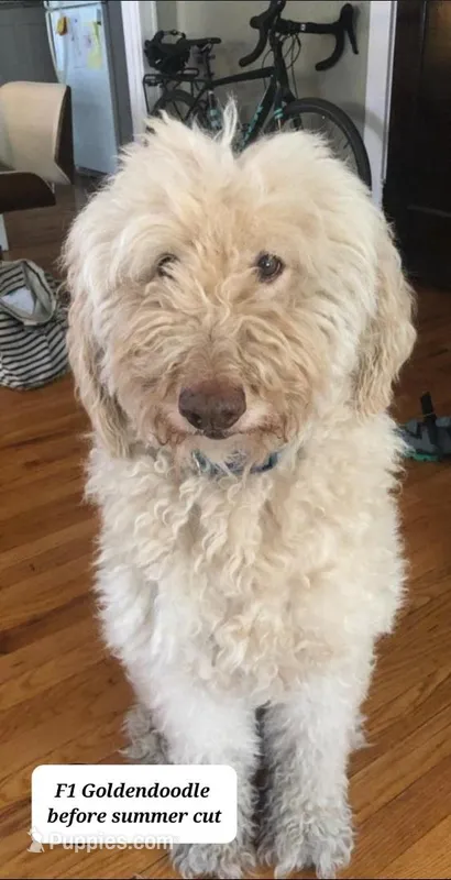 Howie the Goldendoodle 