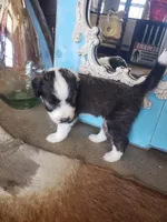 Mimosa , a female Aussiedoodle for sale in Austin, TX – 5 of 5