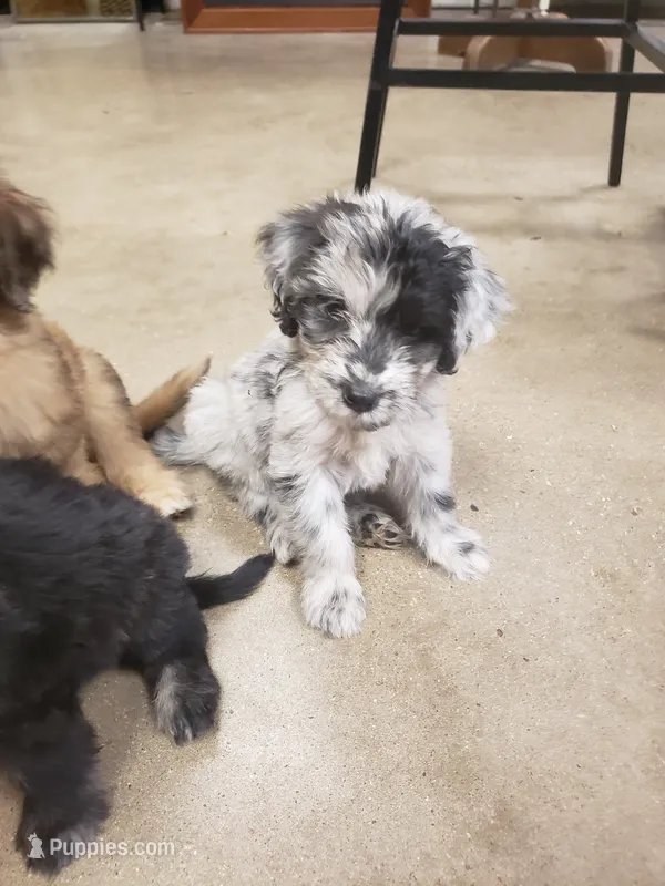 Lalo the Merle Aussiedoodle  – Miniature Aussiedoodle puppy for sale in Austin, TX