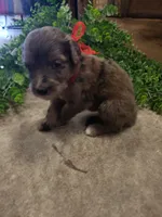 Aussiedoodle Merle, a female Aussiedoodle for sale in Austin, TX – 2 of 3