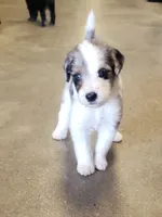 Clase Azul, a male Aussiedoodle for sale in Austin, TX – 2 of 2