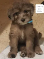 Aussiedoodle Merle - Girl Misty, a female Aussiedoodle for sale in Austin, TX – 4 of 7