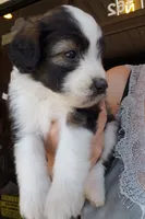Mimosa , a female Aussiedoodle for sale in Austin, TX – 2 of 5