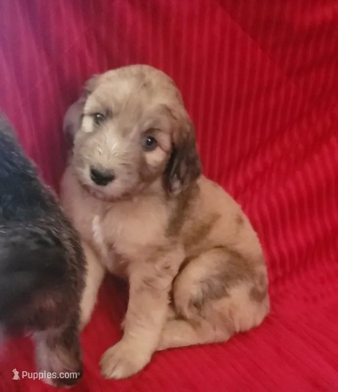 Brandy red Aussiedoodle  – Aussiedoodle puppy for sale in Austin, TX