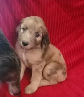 Brandy red Aussiedoodle , a female Aussiedoodle for sale in Austin, TX – 1 of 3