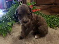 Aussiedoodle Merle, a female Aussiedoodle for sale in Austin, TX – 3 of 3