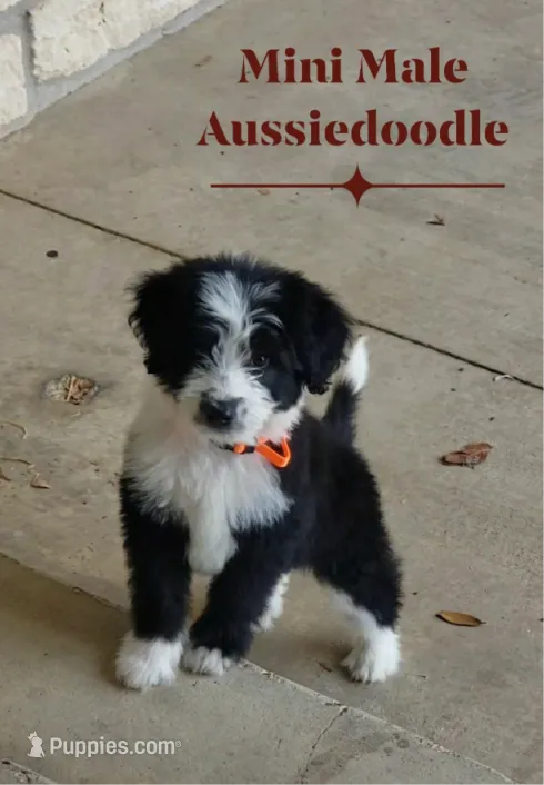 Oreo - Mini Aussiedoodle Male – Miniature Aussiedoodle puppy for sale in Austin, TX
