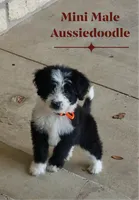 Oreo - Mini Aussiedoodle Makle, a male Miniature Aussiedoodle for sale in Austin, TX – 3 of 3