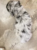 Lalo the Merle Aussiedoodle , a male Miniature Aussiedoodle for sale in Austin, TX – 2 of 4
