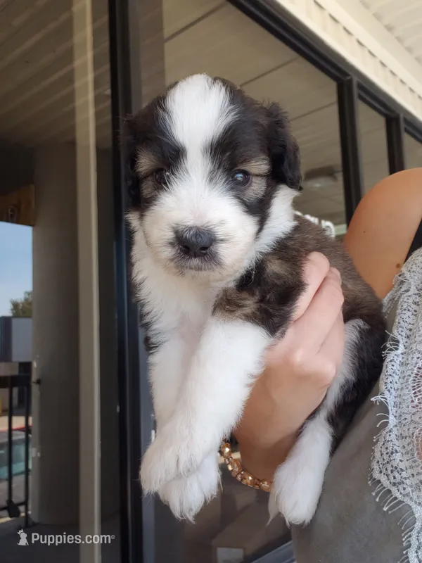 Mimosa  – Aussiedoodle puppy for sale in Austin, TX