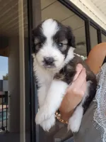 Mimosa , a female Aussiedoodle for sale in Austin, TX – 3 of 5
