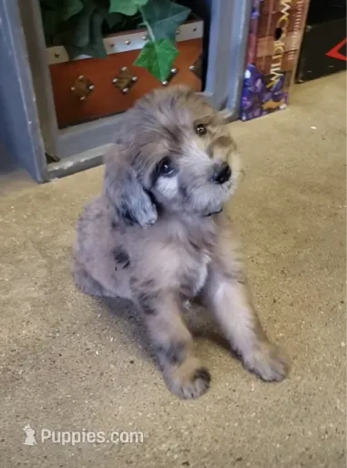 Aussiedoodle Merle – Aussiedoodle puppy for sale in Austin, TX