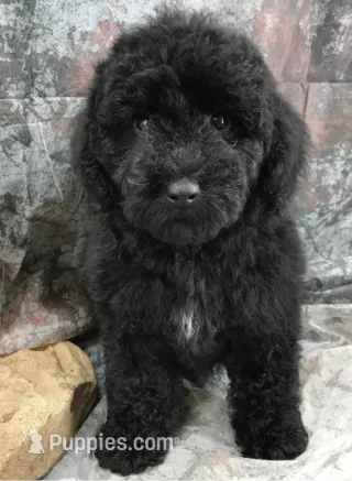 Black and White Abstract - Female - TINY – Poodle - Miniature , Miniature Aussiedoodle puppy for sale in Austin, TX