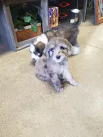 Aussiedoodle Merle - Girl Misty, a female Aussiedoodle for sale in Austin, TX – 3 of 7