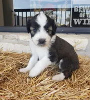 Mimosa , a female Aussiedoodle for sale in Austin, TX – 4 of 5