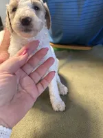 victoria, a female Poodle - Standard  for sale in Palm Harbor, FL – 3 of 3