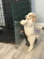 victoria, a female Poodle - Standard  for sale in Palm Harbor, FL – 2 of 3