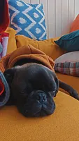 Denzel Midnight Tolliver, a male Pug for sale in Chicago, IL – 7 of 7