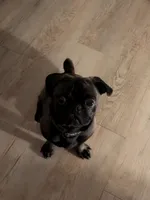 Denzel Midnight Tolliver, a male Pug for sale in Chicago, IL – 4 of 7