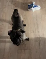 Denzel Midnight Tolliver, a male Pug for sale in Chicago, IL – 3 of 7