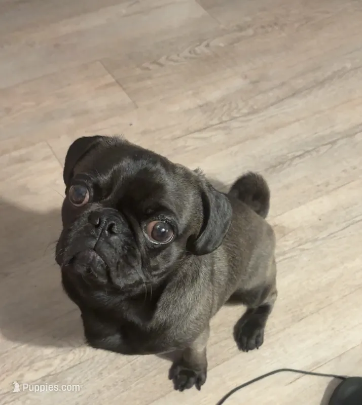 Denzel Midnight Tolliver – Pug puppy for sale in Chicago, IL