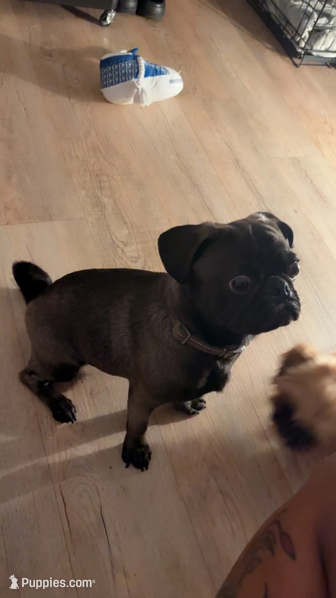 Denzel Midnight Tolliver, a male Pug for sale in Chicago, IL – 2 of 7