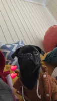 Denzel Midnight Tolliver, a male Pug for sale in Chicago, IL – 6 of 7