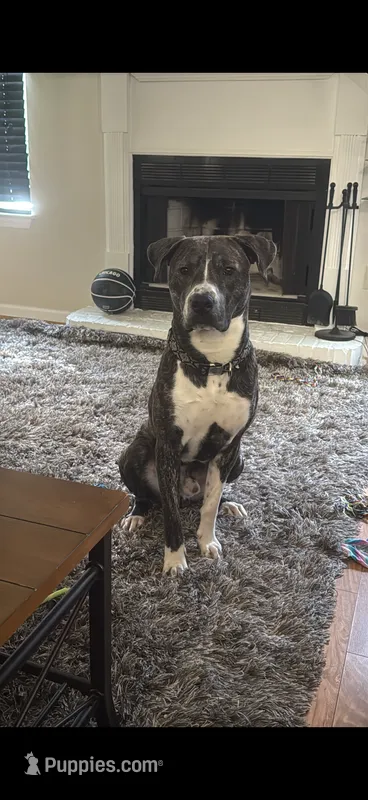 Ace – American Pit Bull Terrier puppy for sale in Covington, GA