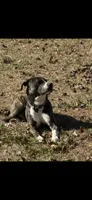 Ace, a male American Pit Bull Terrier for sale in Covington, GA – 2 of 2