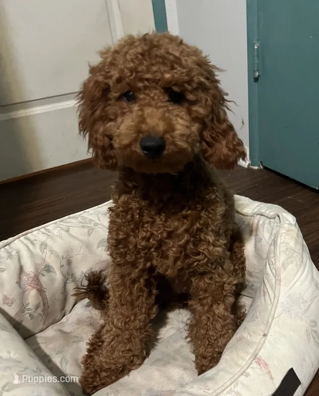 Miss Green – Poodle - Miniature  puppy for sale in Palmdale, CA
