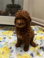 Miss Green, a female Poodle - Miniature  for sale in Palmdale, CA – 2 of 3