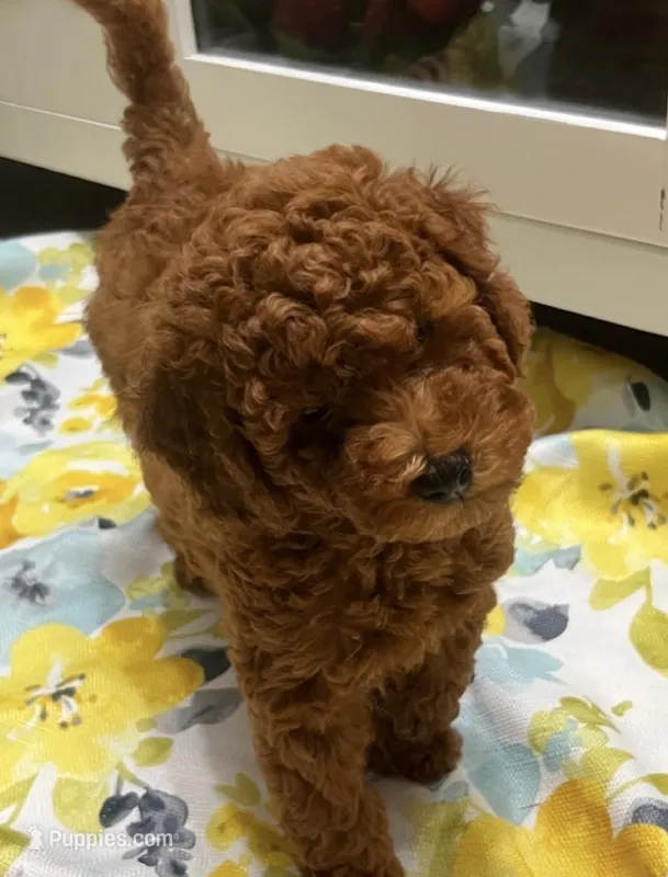 Miss Green – Poodle - Miniature  puppy for sale in Palmdale, CA