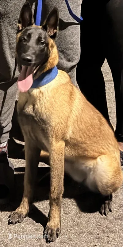 Daisy – Belgian Malinois puppy for sale in Detroit, MI